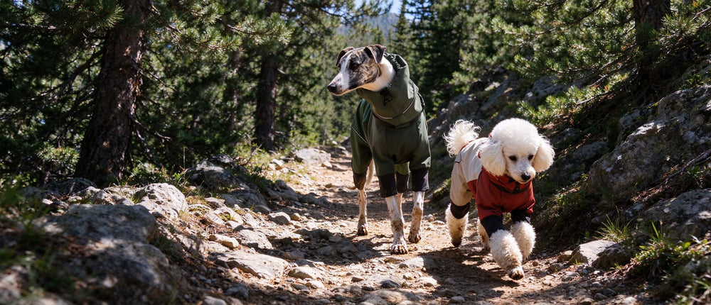 <h1>Gear for Every Adventure with Your Fluffy Friend</h1>