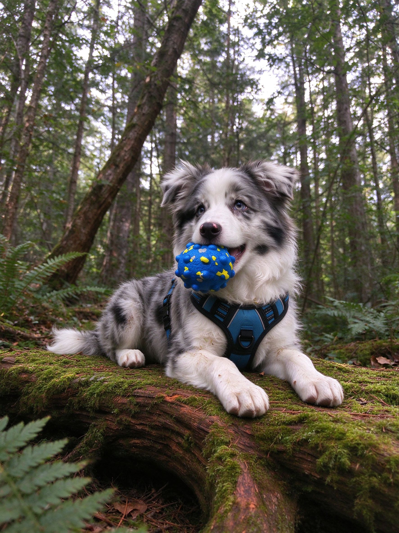 Dog Outdoor Gear