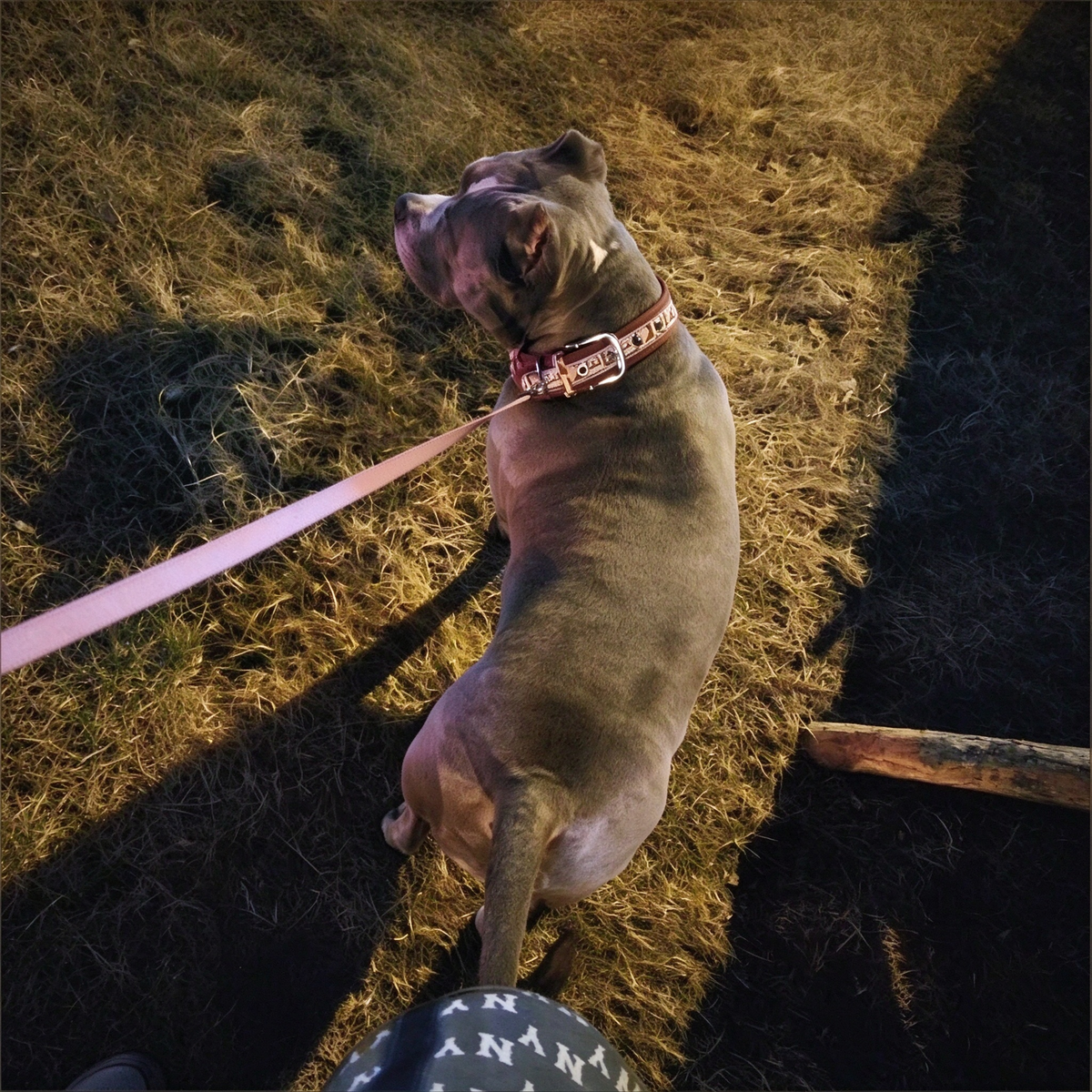 Reflective Padded Dog Collar for Medium & Large Dogs