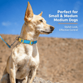 Dog Collar and Leash Set, Nylon Walking Set with Quick-Release Buckle and Leather Handle, Adjustable Collar for Small Medium Dogs, 5 ft Leash