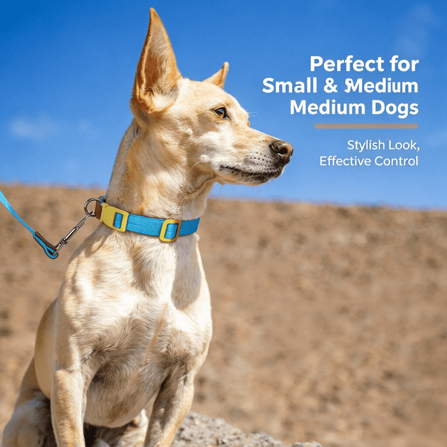 Dog Collar and Leash Set, Nylon Walking Set with Quick-Release Buckle and Leather Handle, Adjustable Collar for Small Medium Dogs, 5 ft Leash