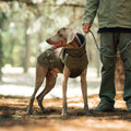 Dog Winter Coat, Warm Padded Dog Jacket with Reflective Trim & Adjustable Belly Strap for Cold Weather Walking