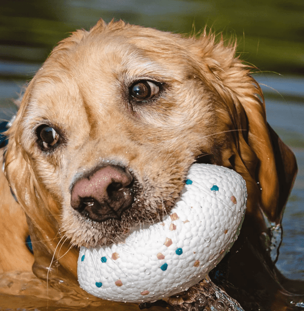 E-TPU Rugby Dog Toy – Floating Fetch & Water Play