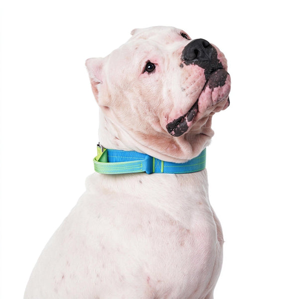 Gradient Tactical Dog Collar with Handle, Padded Training Collar