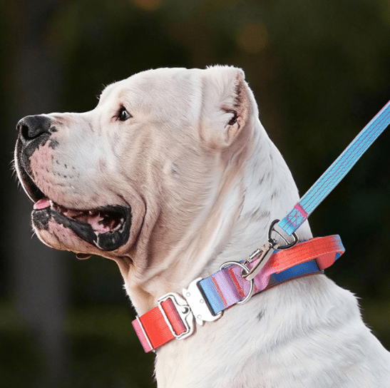Gradient Dog Collar and Leash Set, Soft Handle Daily Walk Set