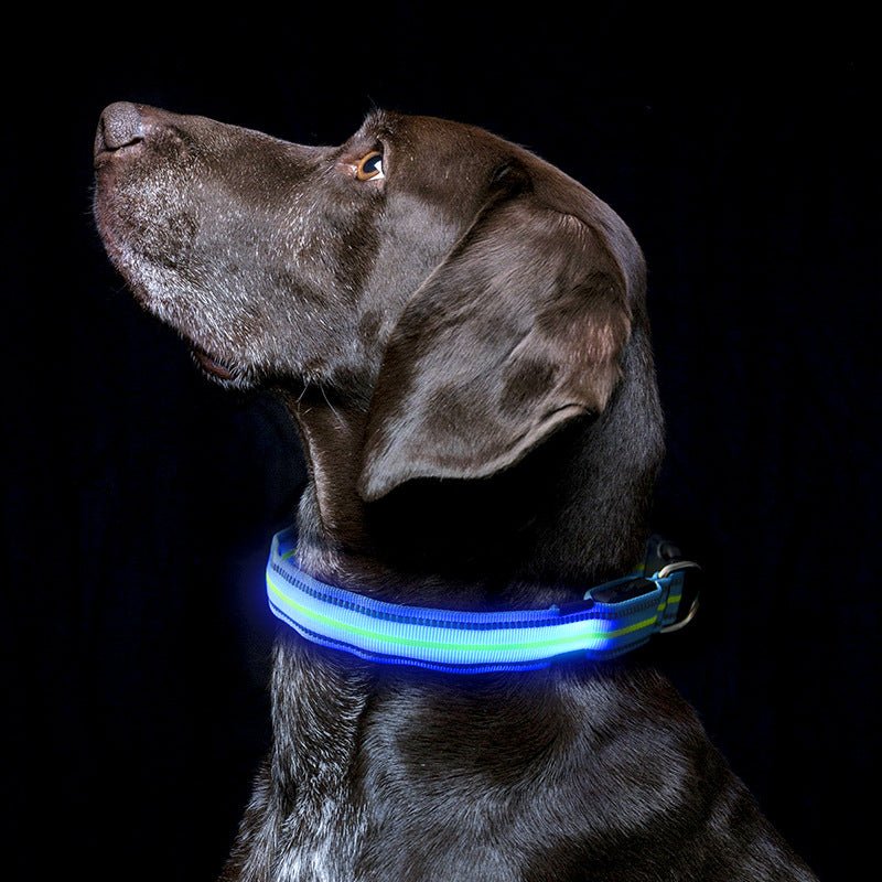USB Rechargeable LED Dog Collar, Light Up Night Safety Collar – Fluffy Me