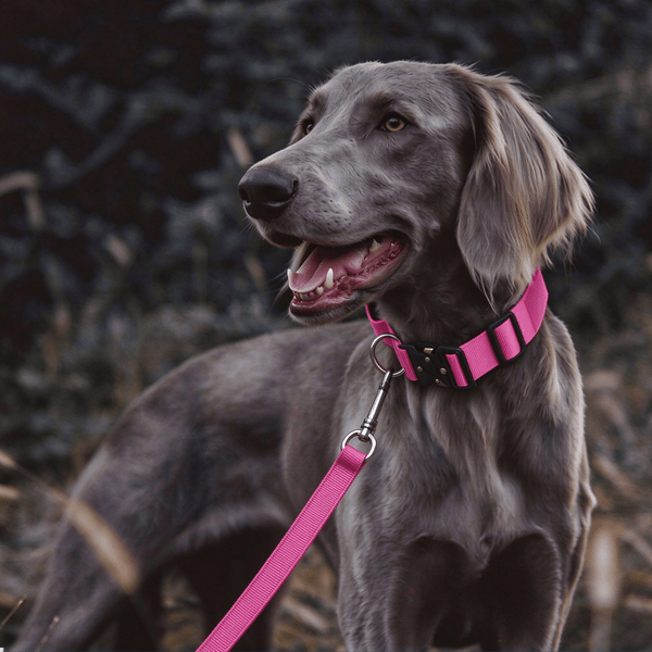 Rose Red & Sky Blue Dog Collar and Leash Set - Neoprene, 130cm with Foam Grip