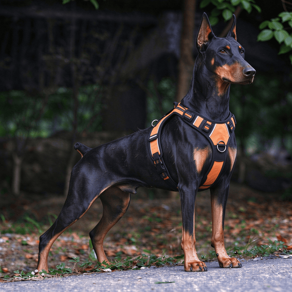 No Pull Dog Harness & Leash Set - Reflective Padded Chest Harness for Medium Large Dogs
