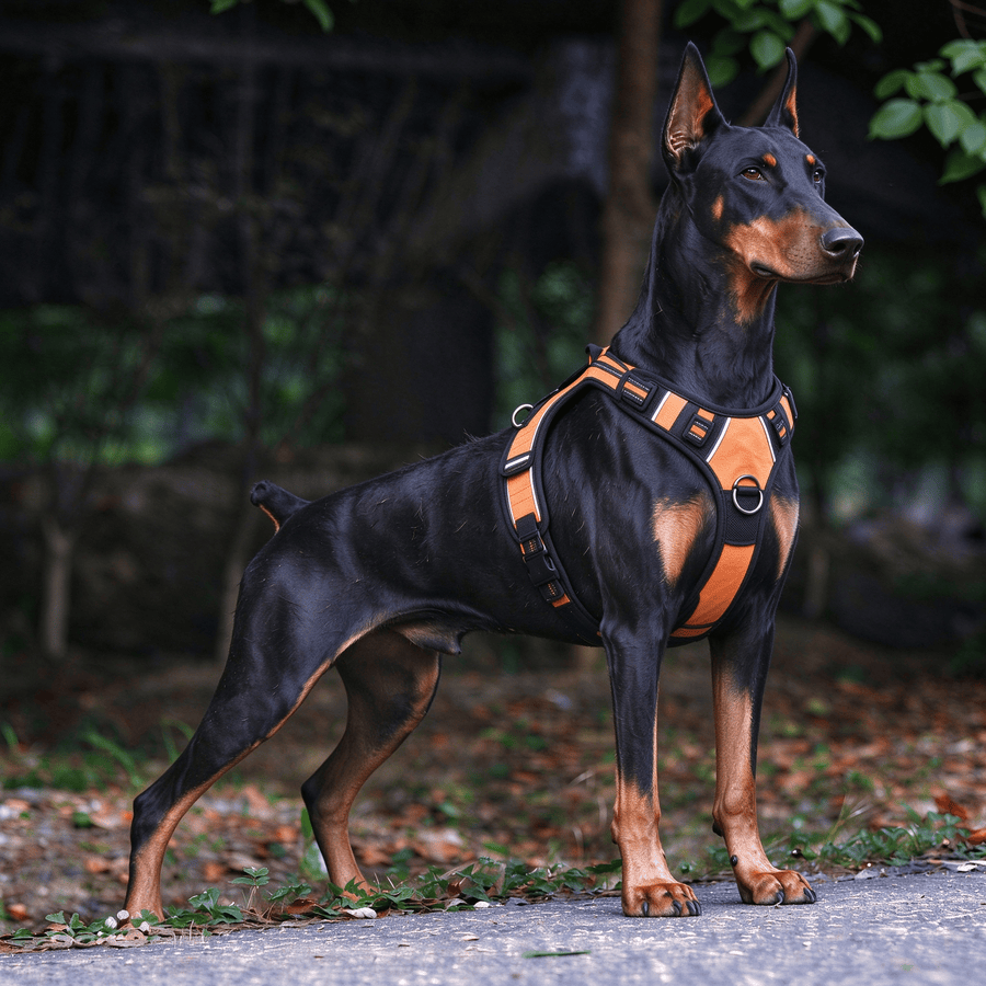 No Pull Dog Harness & Leash Set - Reflective Padded Chest Harness for Medium Large Dogs