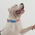 Gradient Tactical Dog Collar with Handle, Padded Training Collar