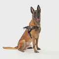 Reflective Milk Silk Dog Harness & Leash Set, Soft Lining, M-XL, 3 Colors