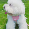 Escape-Proof DogHarness & Leash Set — Neck-Friendly, For Cats & Small Dogs
