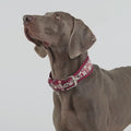 Vintage Luxury Reflective Dog Collar | Soft Breathable Padded Collar for Medium & Large Dogs