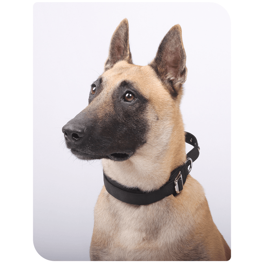 Rivet Military Dog Collar - Quick-Release Buckle, Cool Cotton, Multiple Sizes & Colors