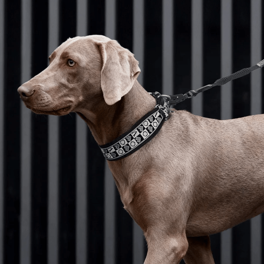 Reflective Padded Dog Collar for Medium & Large Dogs