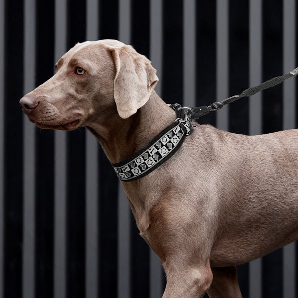 Vintage Luxury Reflective Dog Collar | Soft Breathable Padded Collar for Medium & Large Dogs