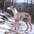 Waterproof Dog Rain Boots, Anti-Slip Fleece-Lined Dog Shoes – Fluffy Me